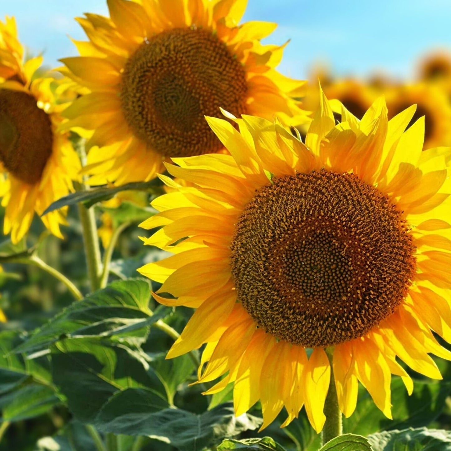 Sunflower Seeds for Planting - Exotic Colors Mix, 100+ Seeds, Helianthus annuus, Bright Flowering Garden Seeds
