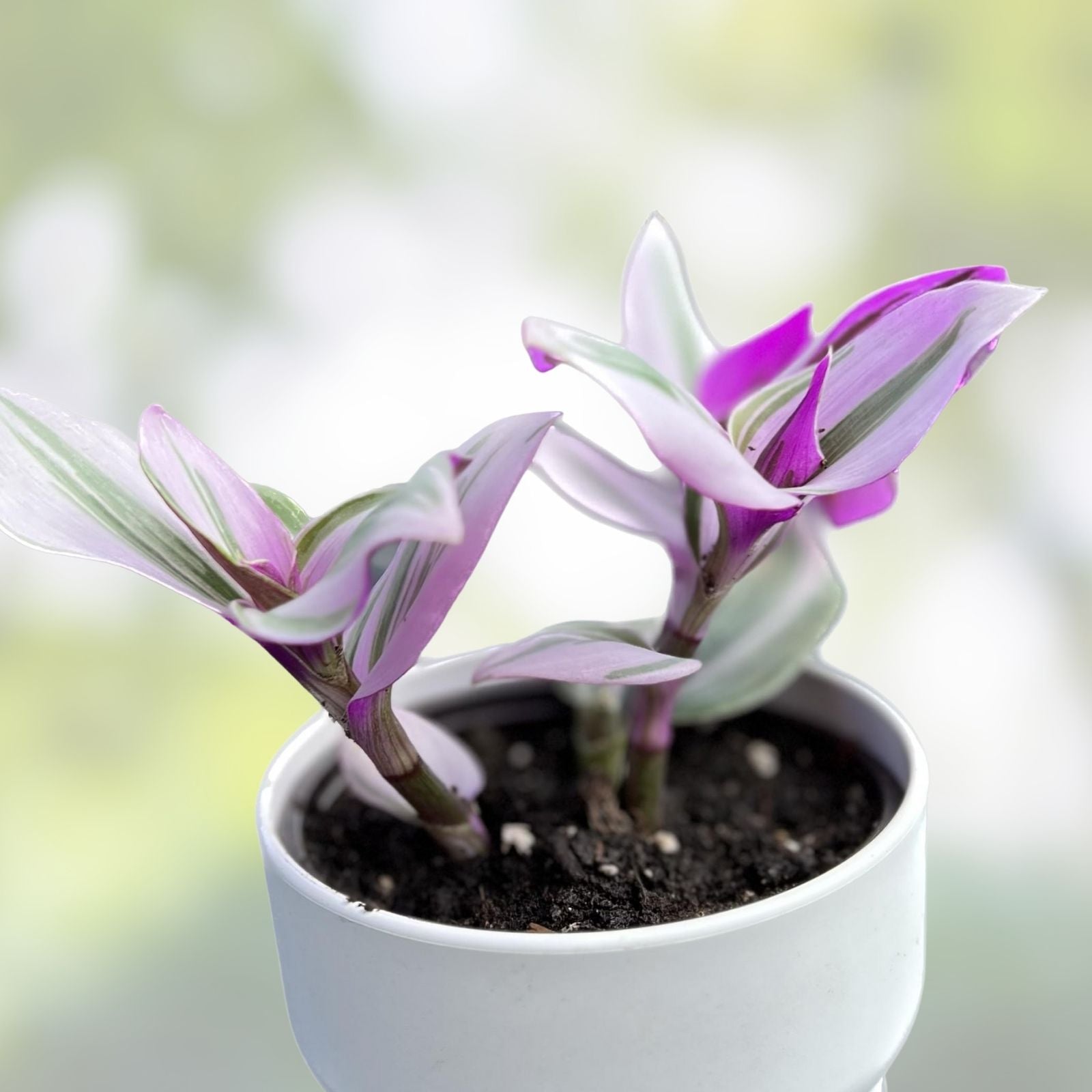 Tradescantia Nanouk Cuttings - Lilac Wandering Jew Houseplant in 2" or 4" Pot - Easy Care Indoor Plant for Home Decor