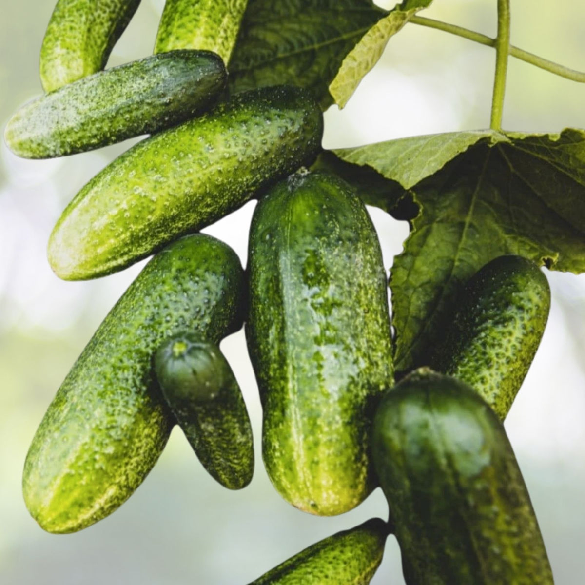Boston Pickling Cucumber Seeds | NON-GMO Heirloom | Vegetable Garden Seeds | Cucumis sativus