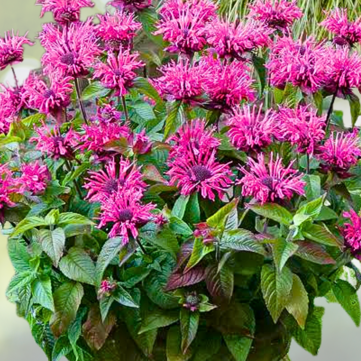 Bee Balm Seeds - 200 Non-GMO Purple Bergamot (Monarda media) Perennial Attracts Bees