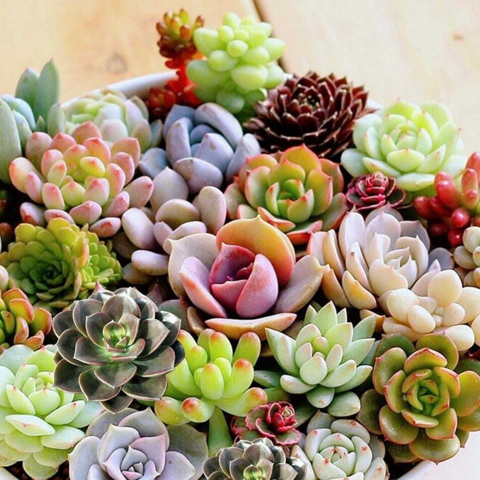 Live Fresh Echeveria Minima Succulent in 2 Inch Pot – Fully Rooted Rosette Plant for Indoor Decor