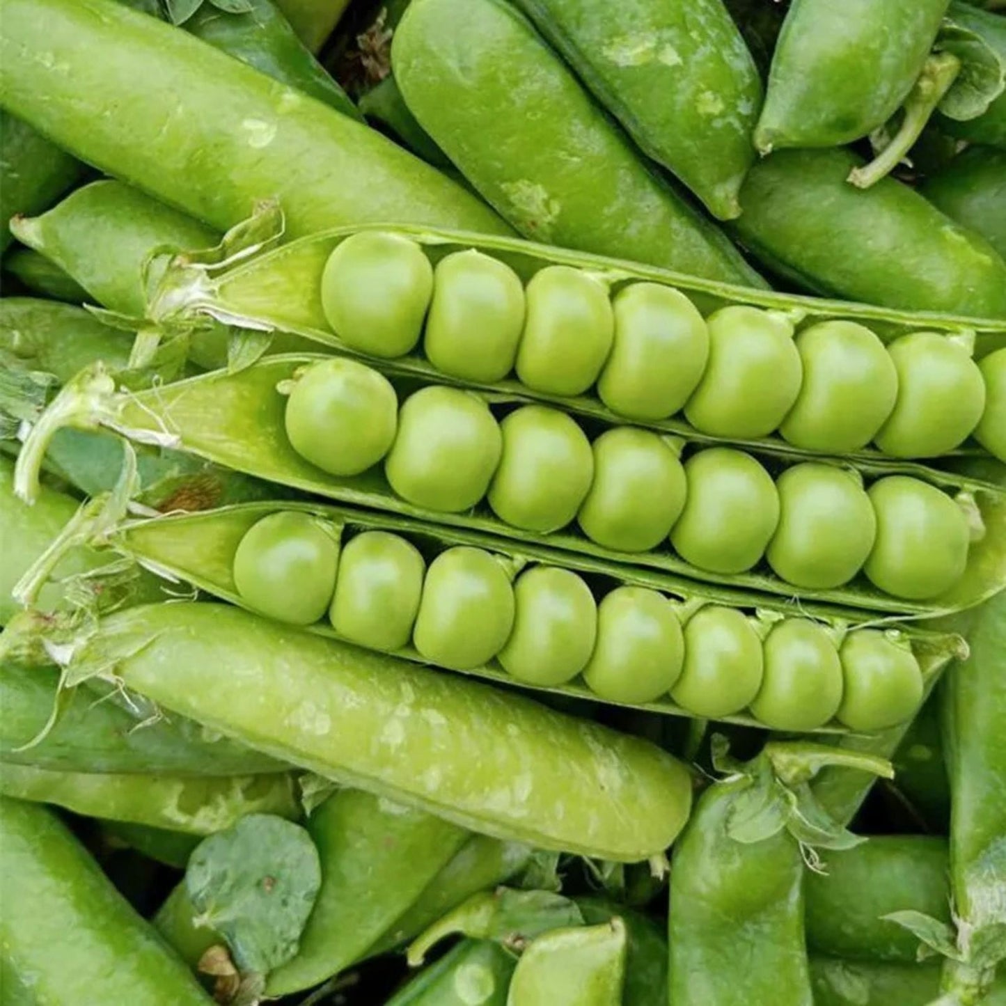 Heirloom Lincoln Peas Seeds - 100+ Non-GMO Vegetable Seeds for Home Gardening - Pisum sativum