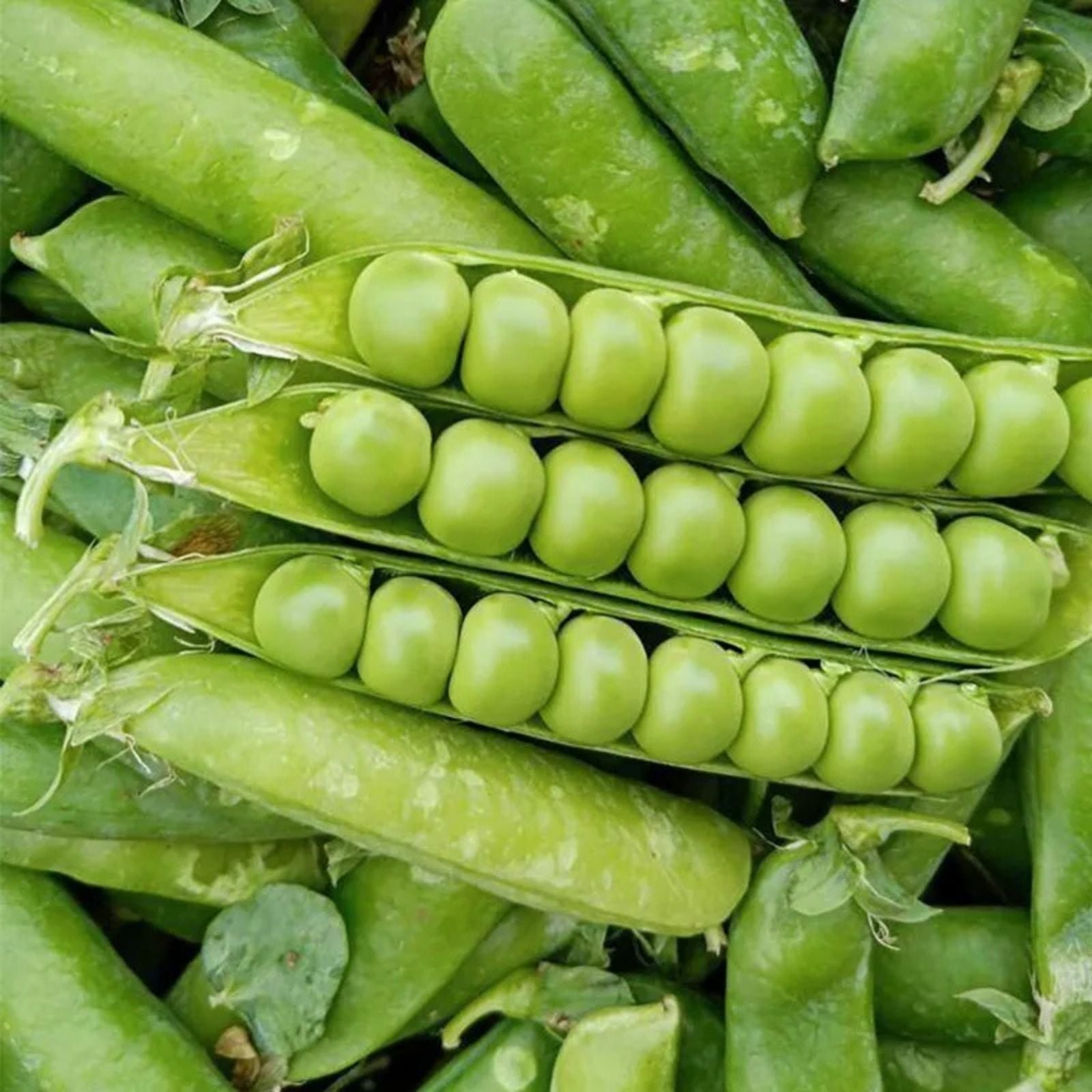 Heirloom Lincoln Peas Seeds - 100+ Non-GMO Vegetable Seeds for Home Gardening - Pisum sativum