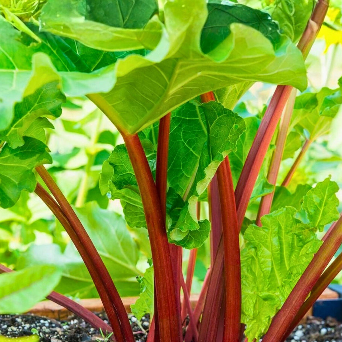 Heirloom Rhubarb Seeds 1000 Non-GMO for Organic Gardening Swiss Chard Variety Home Garden Planting