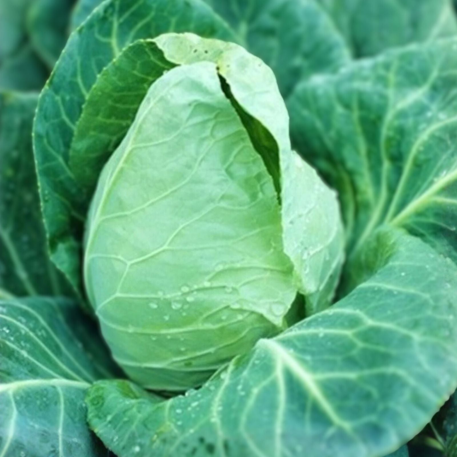 Cabbage Seeds 50 Non-GMO Heirloom Early Jersey Wakefield Organic Vegetable Garden Planting
