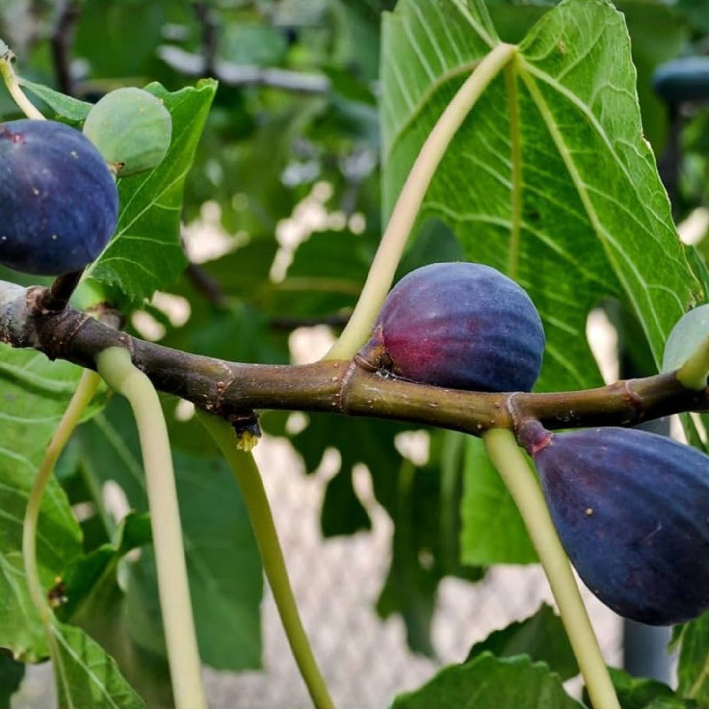 Black Mission Fig Tree Starter Plant - 5 Pack - Ficus Carica - Edible Fruit Tree - Everbearing - Large Leaves
