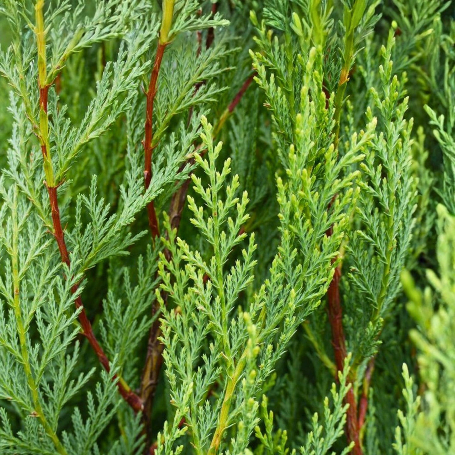 Leyland Cypress Tree Starter Plant - 3 Bare Root Evergreen Hedge Plants (Cupressocyparis leylandii) for Privacy & Windbreaks