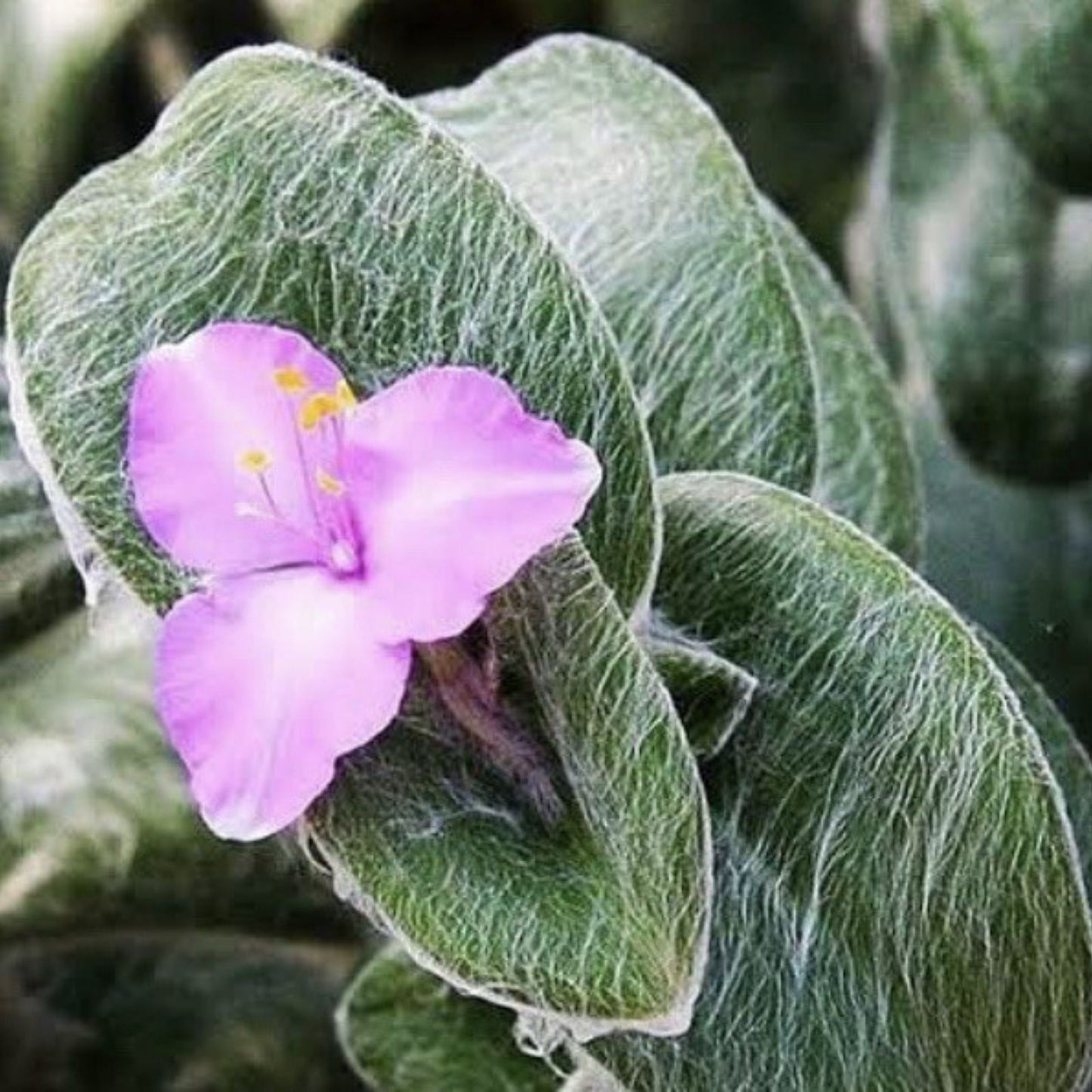 Fluzzy White Velvet Tradescantia Sillamontana Cuttings in 2" Pot – Live Indoor Plant for Gardening and Decor