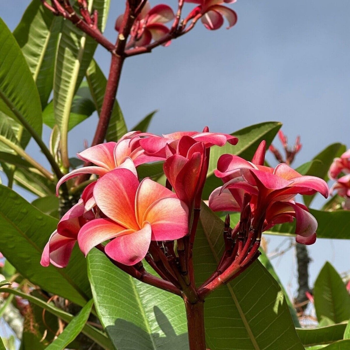 Rooted Plumeria Cutting - Fuchsia Queen - Plumeria rubra - Tropical Plant for Home Decor - 18" with 2 Tips