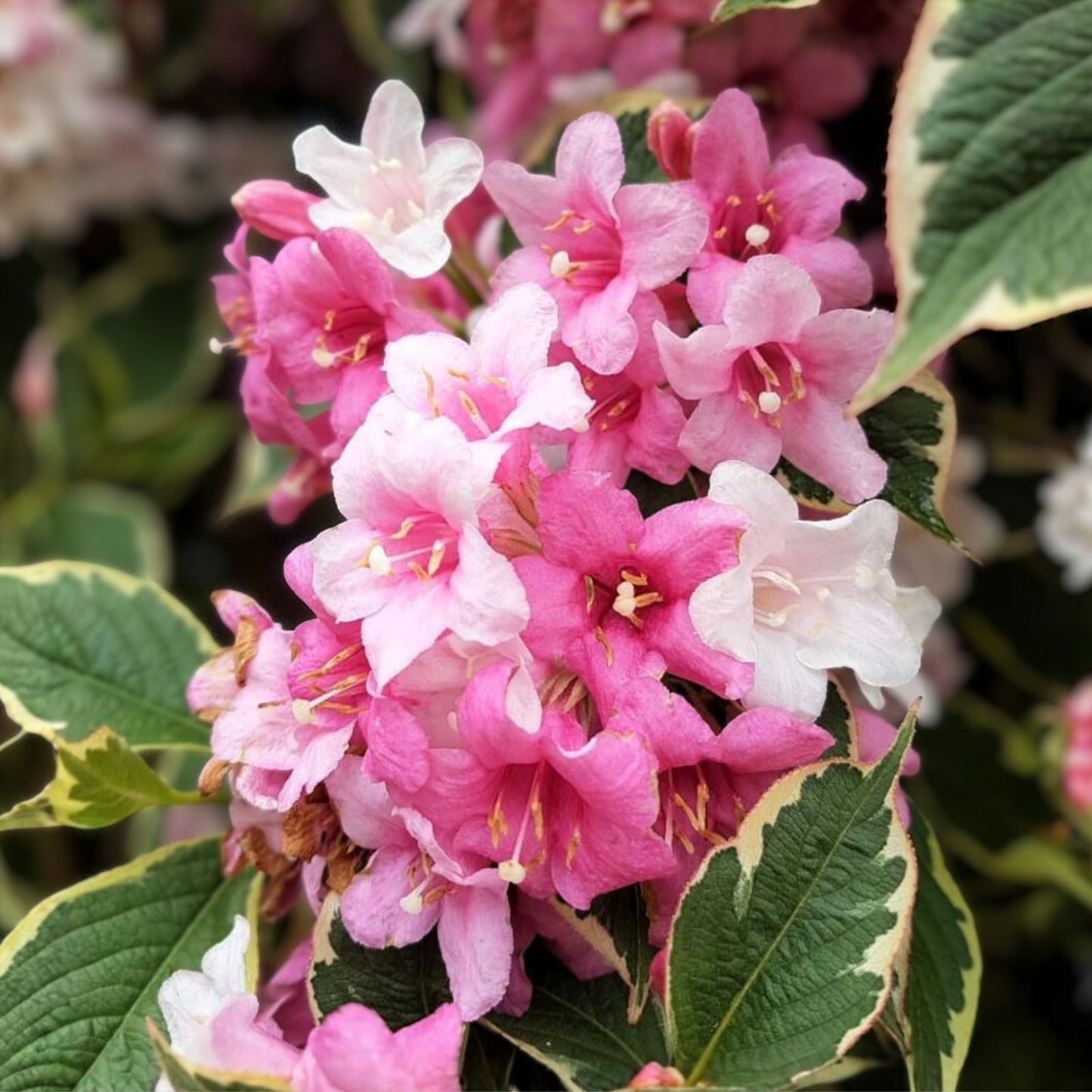 Weigela Live Plant 4-Inch Variegated Leaves Pink Flowers Shrub Weigela florida Garden Plant