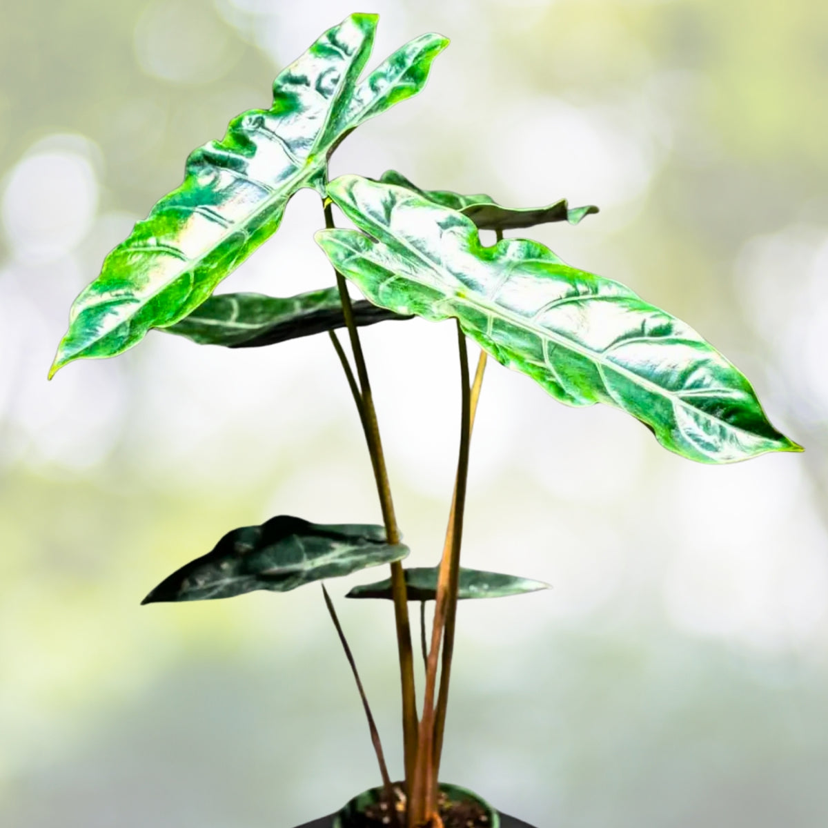 Alocasia X 'Chantrieri' Plant - 4" Pot - Rare Tropical Houseplant with Exotic Green Foliage - Indoor Decor