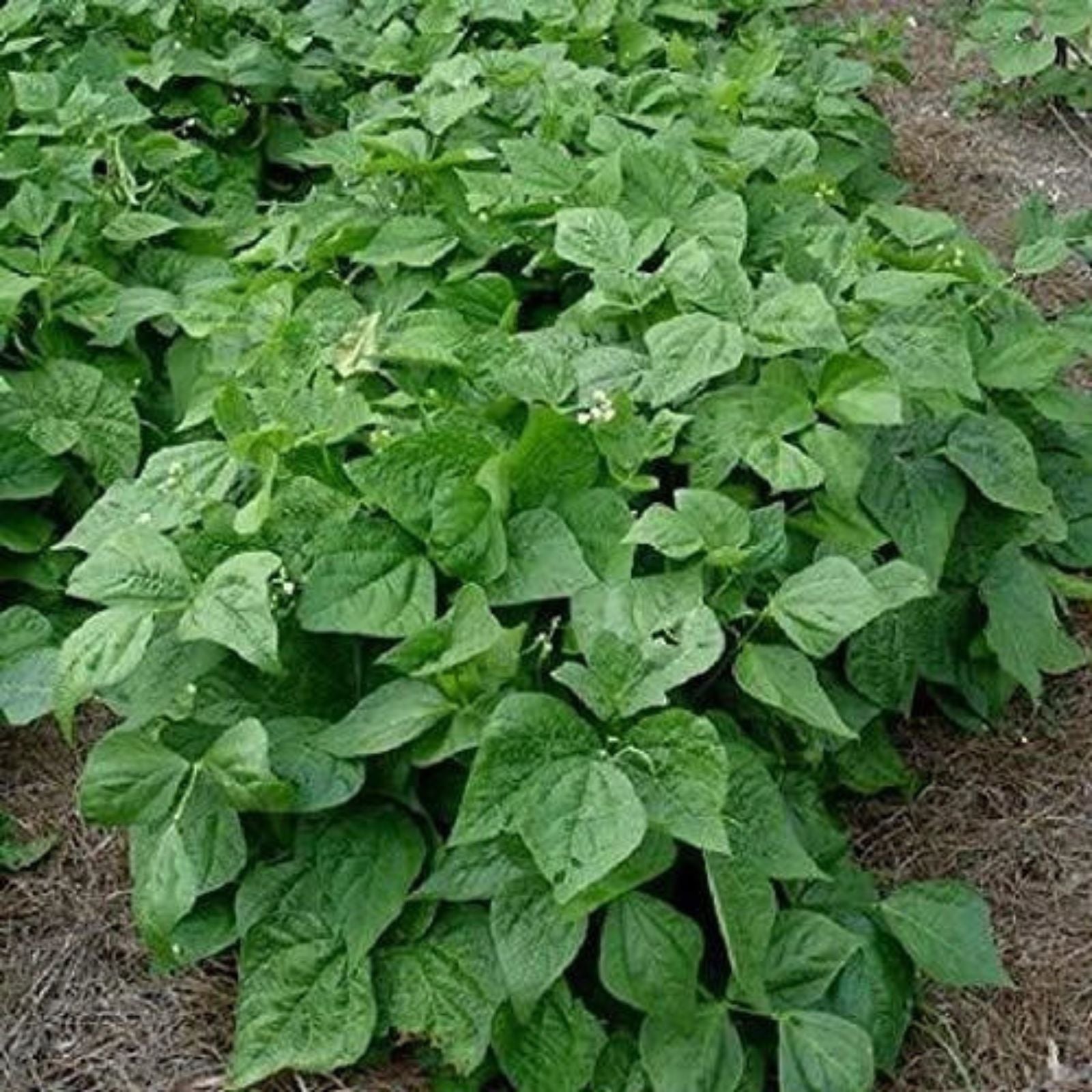 Contender Bush Bean Seeds – 50+ High Yield Phaseolus vulgaris Vegetable Seeds for Gardening