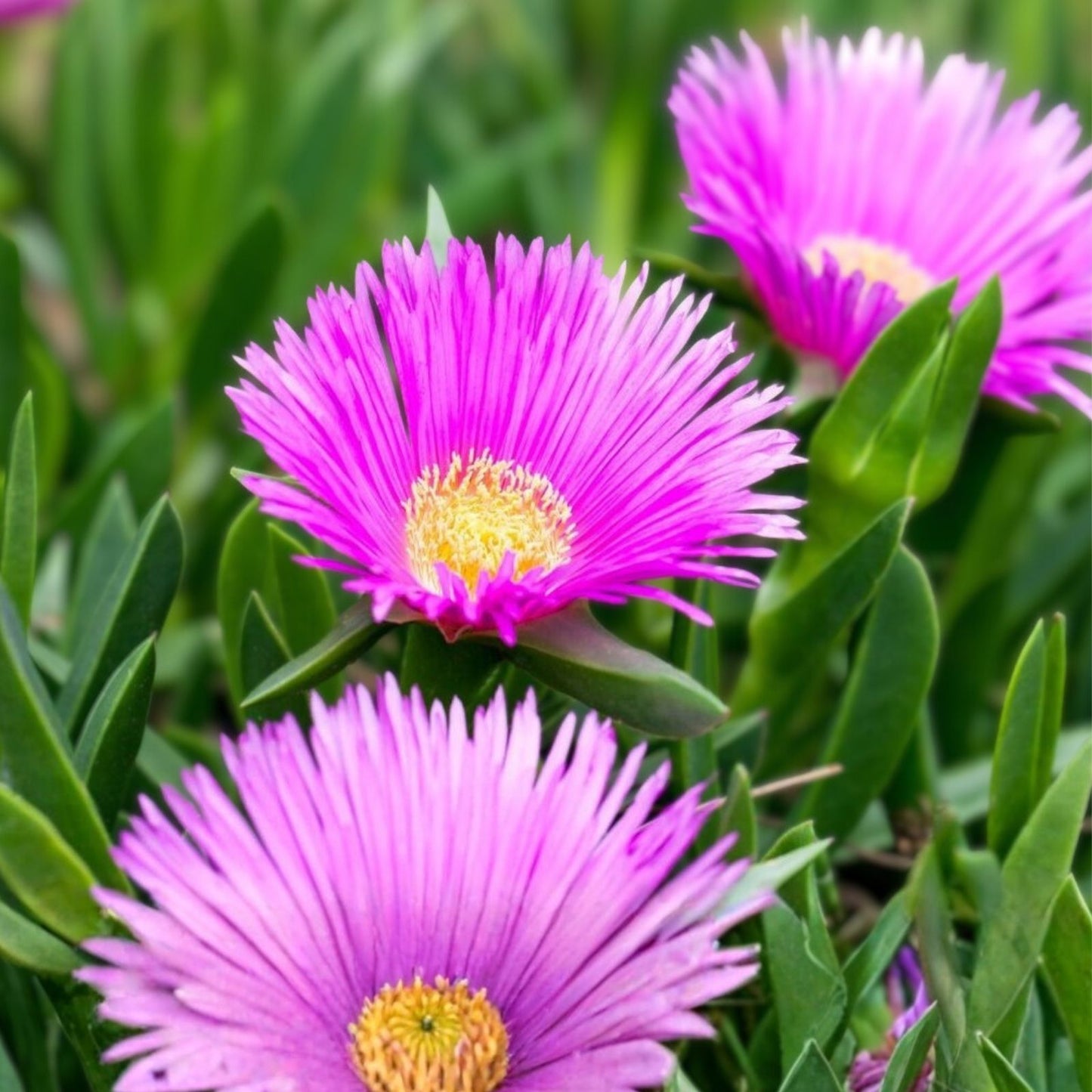 Magenta Ice Plant Cuttings 10x Delosperma cooperi Hardy Ground Cover Succulent for Gardens and Landscaping