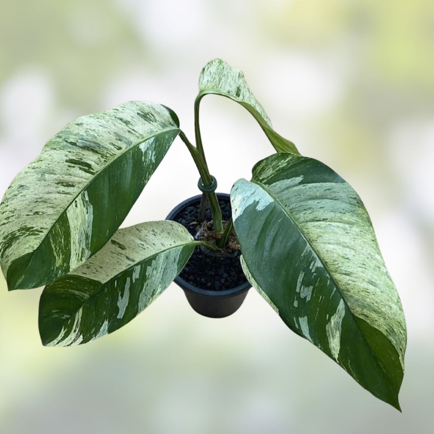 Variegated Epipremnum Giganteum Blue Java Tricolor Plant – Indoor Houseplant with Unique Foliage, Non-Monstera Philodendron