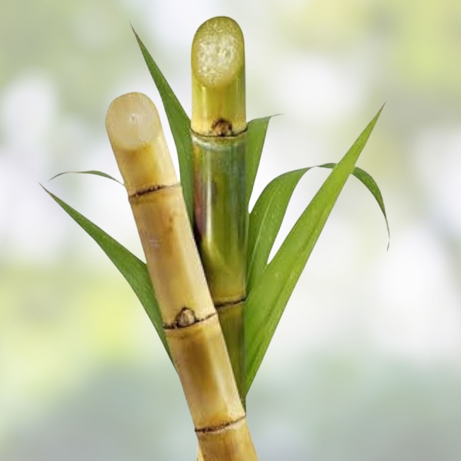 Green Sugarcane Live Plant - 4 Fresh Juicy Cuttings Saccharum officinarum for Planting, Sweet Natural Flavor