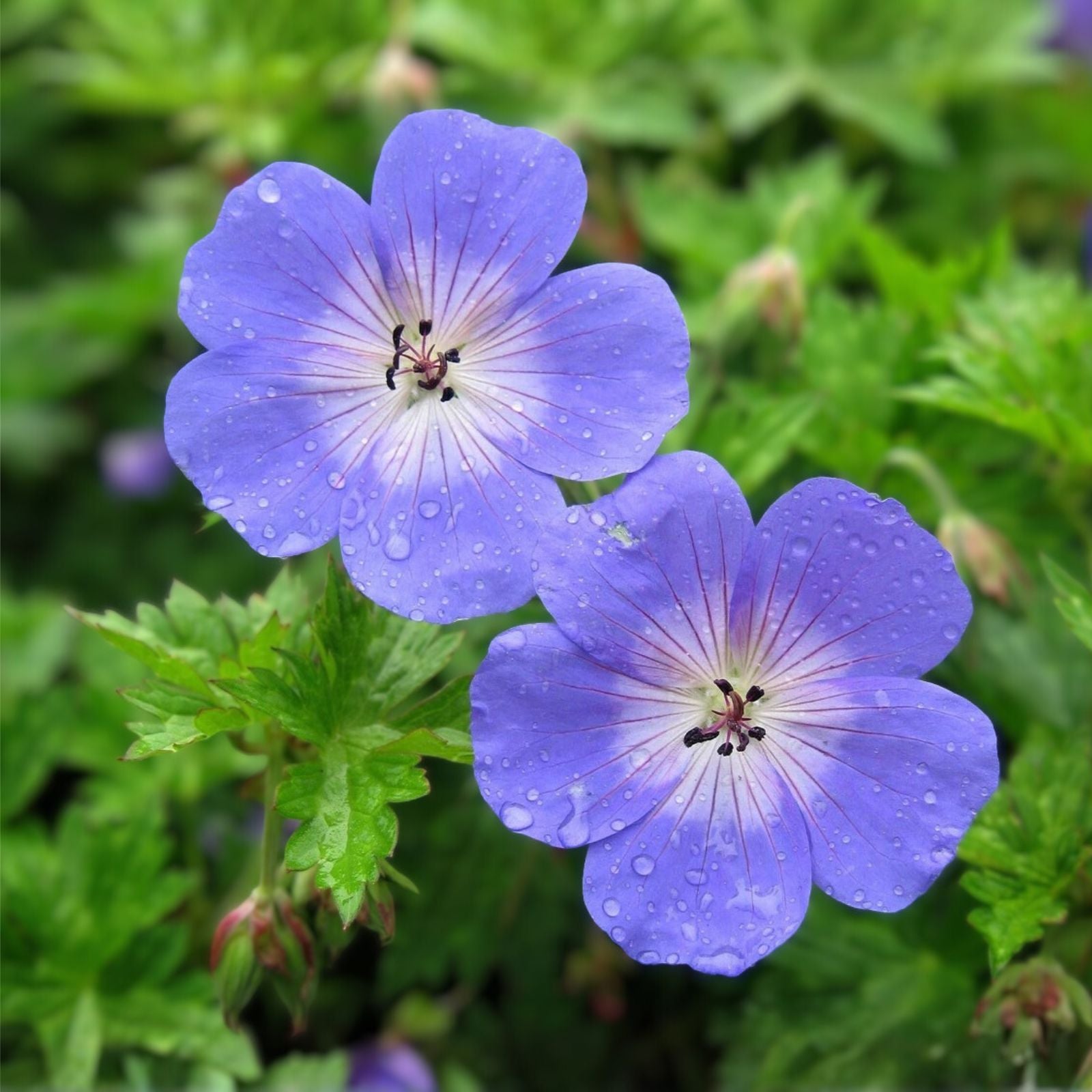 Rare Purple Geranium Cuttings - 2 Perennial Cuttings - Bright Purple - Geranium 'Rozanne'