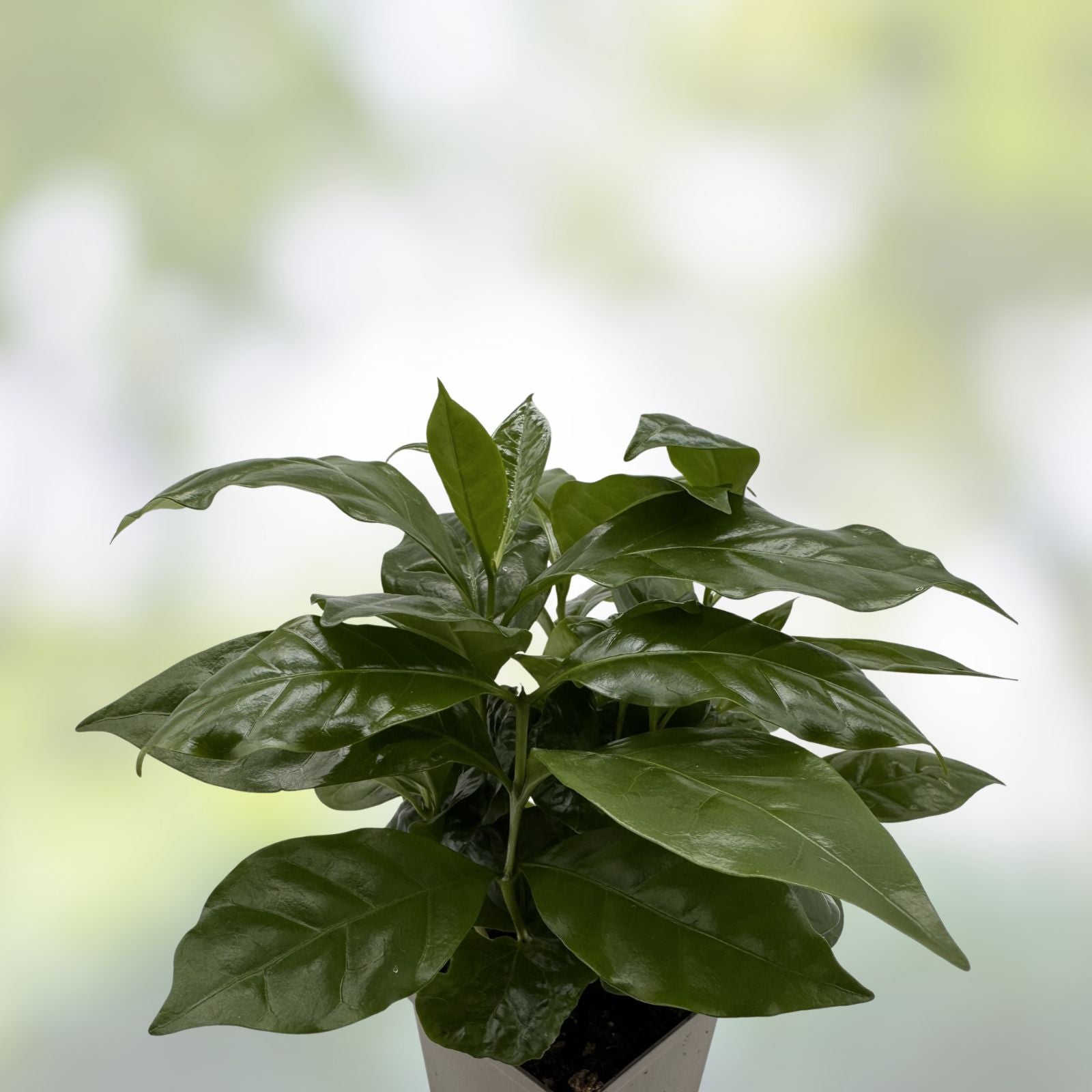 Arabica Coffee Tree Seeds 5 Pack Live Indoor Plant Coffea arabica Houseplant Starter Exotic Gardening Plant