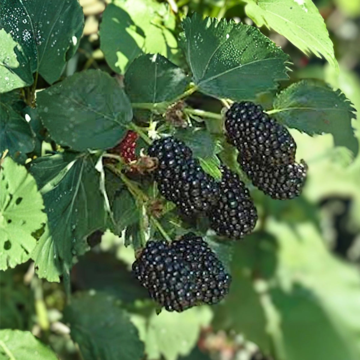 Blackberry Plant Bare Root 10" Prime-Ark 45 Edible Fruit Rubus fruticosus High Antioxidant Low Fat
