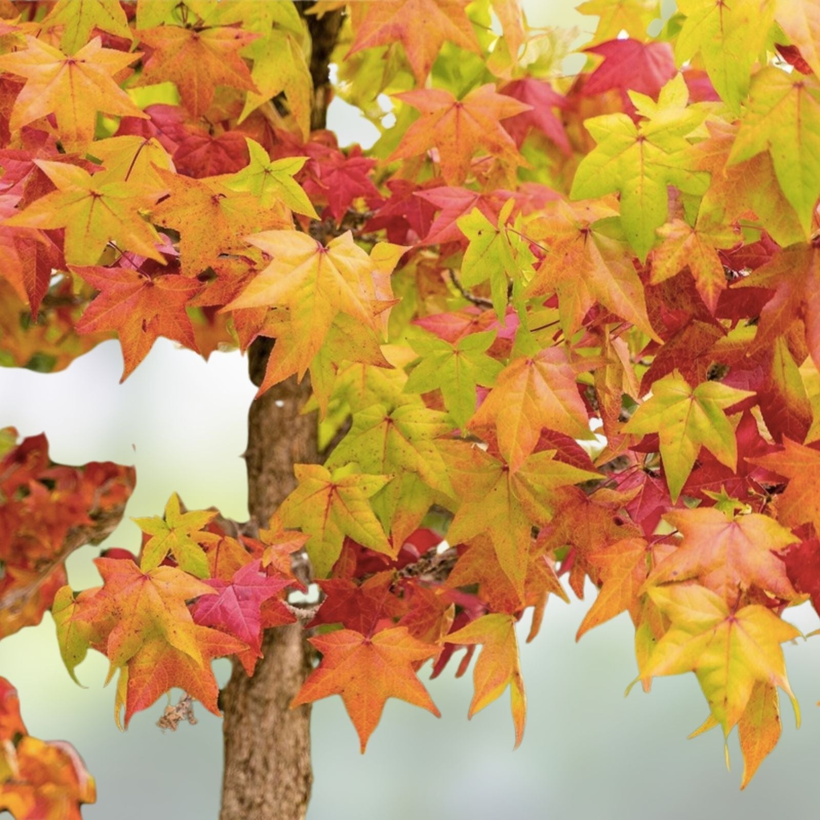 American Sweet Gum Tree Seeds, Liquidambar styraciflua, 15 Pack, Ornamental Tree Seeds, Fast Growing, Free Shipping