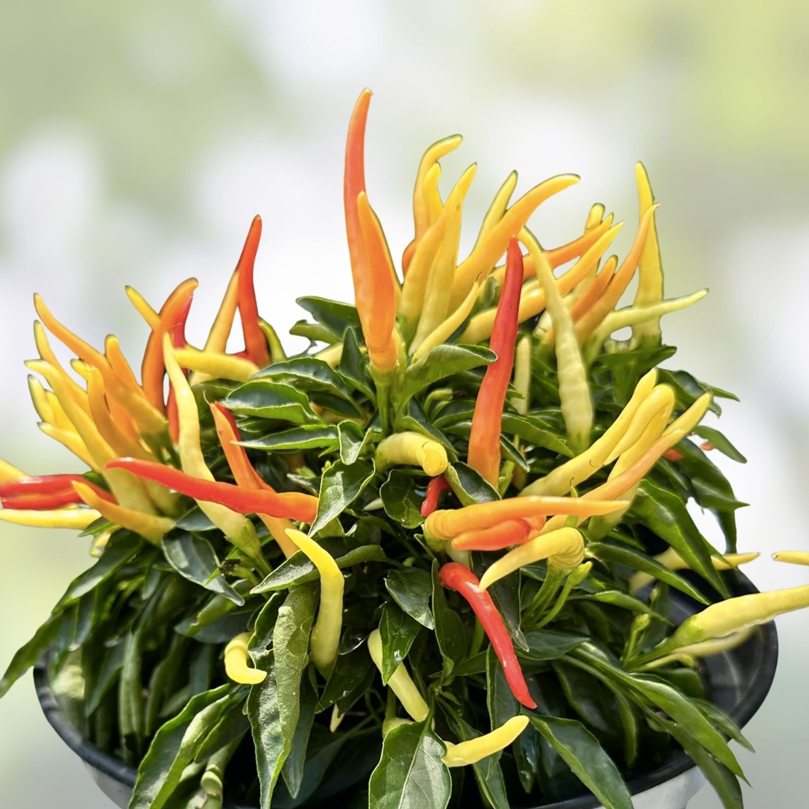 Patio Fire & Ice Ornamental Pepper Seeds – 100 Organic Capsicum annuum Seeds for Garden, Container, USA Grown, Free Shipping