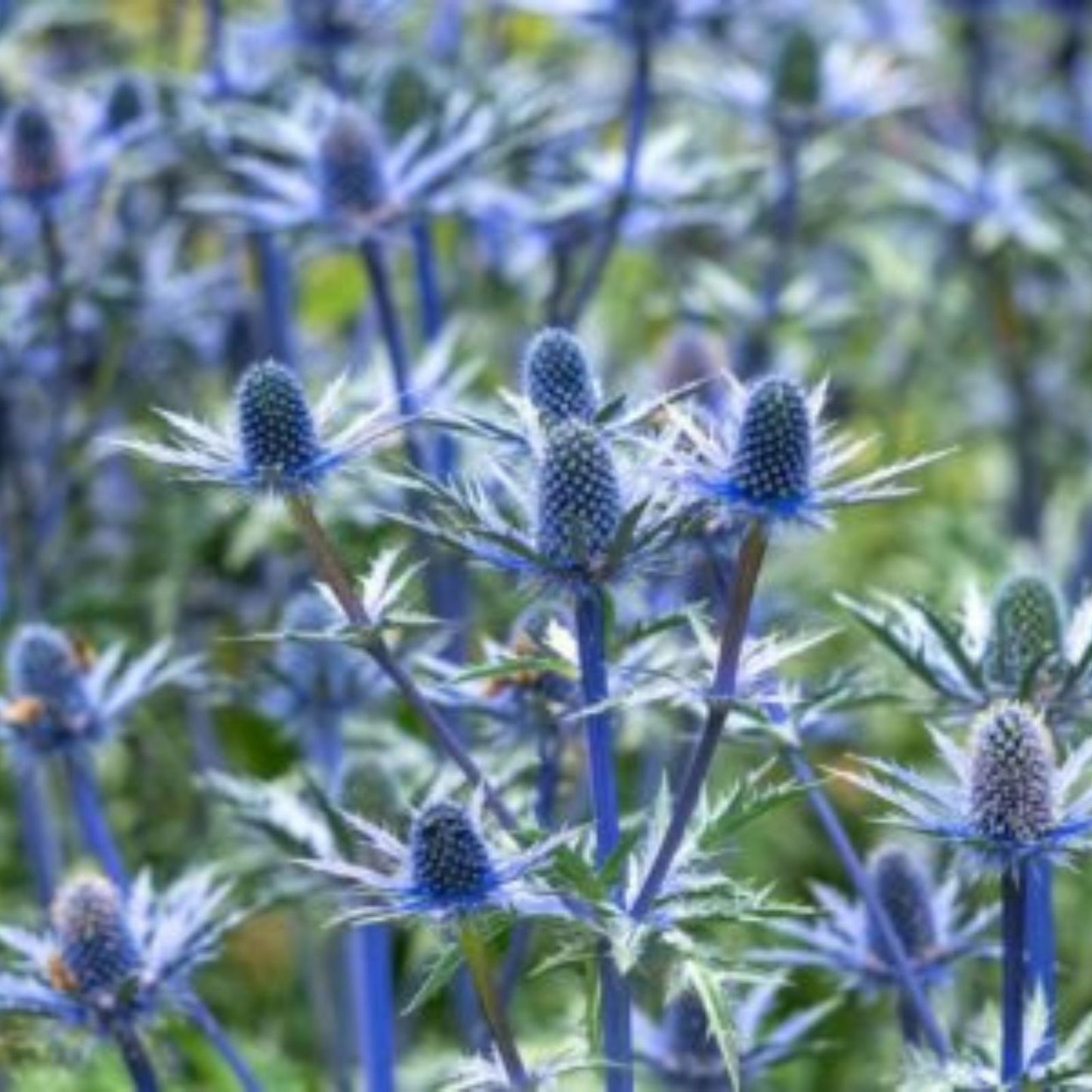 Blue Thistle Seeds - 25 Rare Swiss Alps Eryngium caeruleum Planting Kit for Garden or Landscape