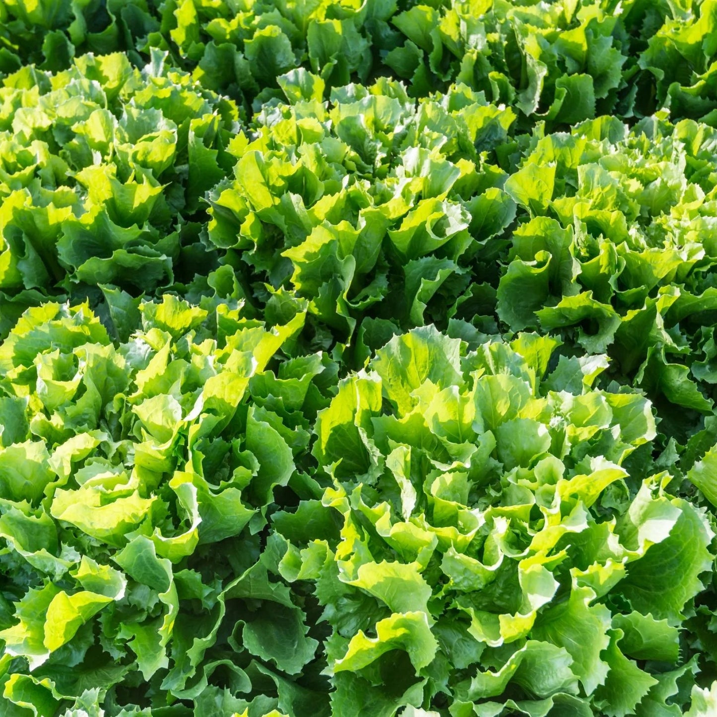 Heirloom Lettuce Seeds - Broadleaf Batavian Variety - 25+ Seeds - Tasty Nutritious Lactuca sativa for Salad Gardening