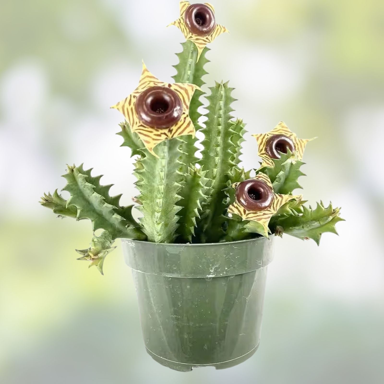 Life Saver Cactus Cuttings - Huernia Zebrina - Friendship Plant - Easy to Grow Succulent Cuttings for Potting