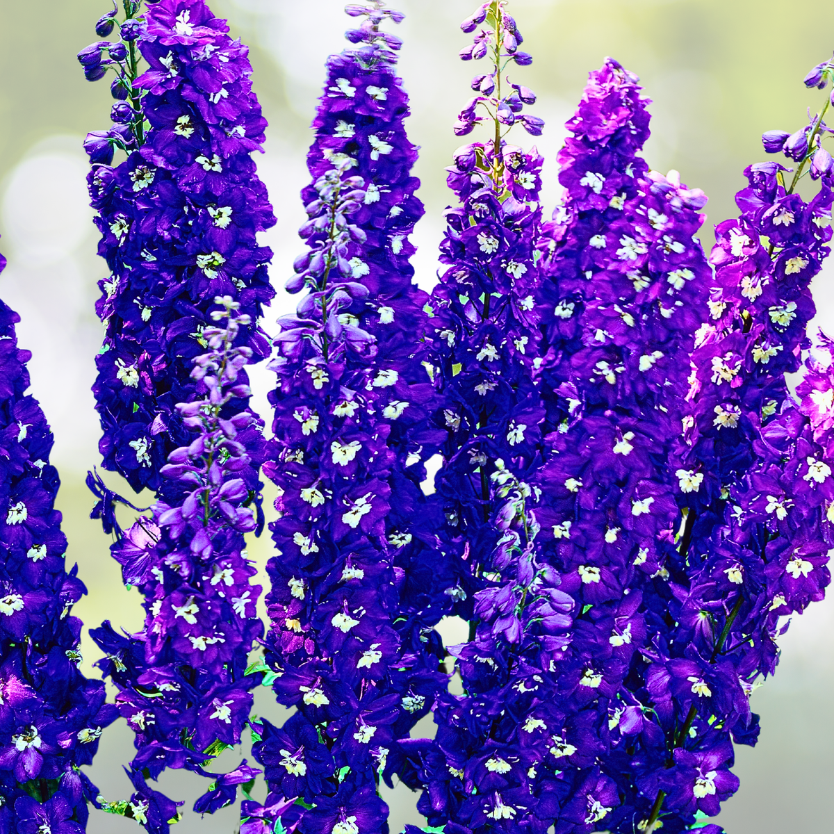 Rocket Larkspur Seeds 500 Non-GMO Dark Blue Purple Flowers Delphinium for Pollinators