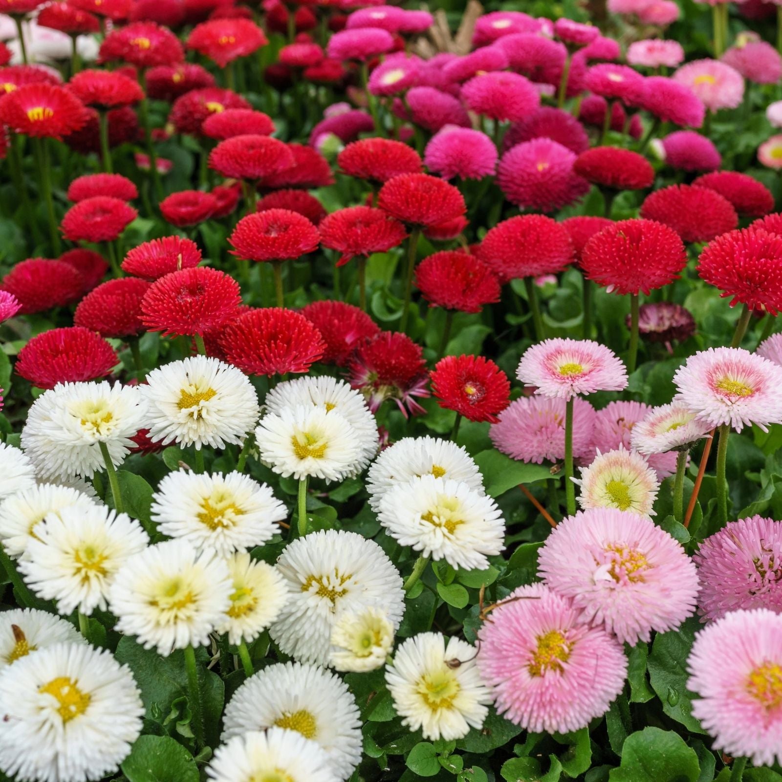 Painted Daisy Seeds 1000 Count - Multi-Colored Blooms - Bellis perennis Wildflower Seeds for Garden, Landscaping & Pollinator Gardens