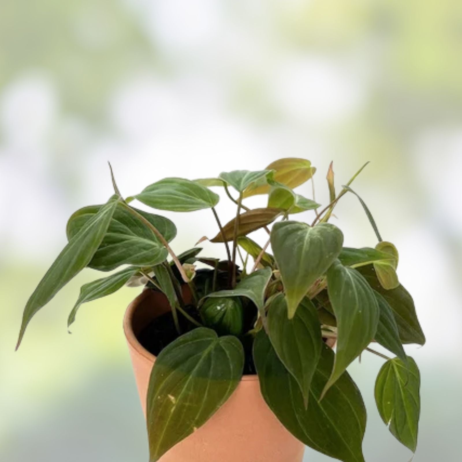 Philodendron Cuttings - Mican Velvety Variety - 3 Plant Clippings - Philodendron micans - Houseplant Propagation Supplies