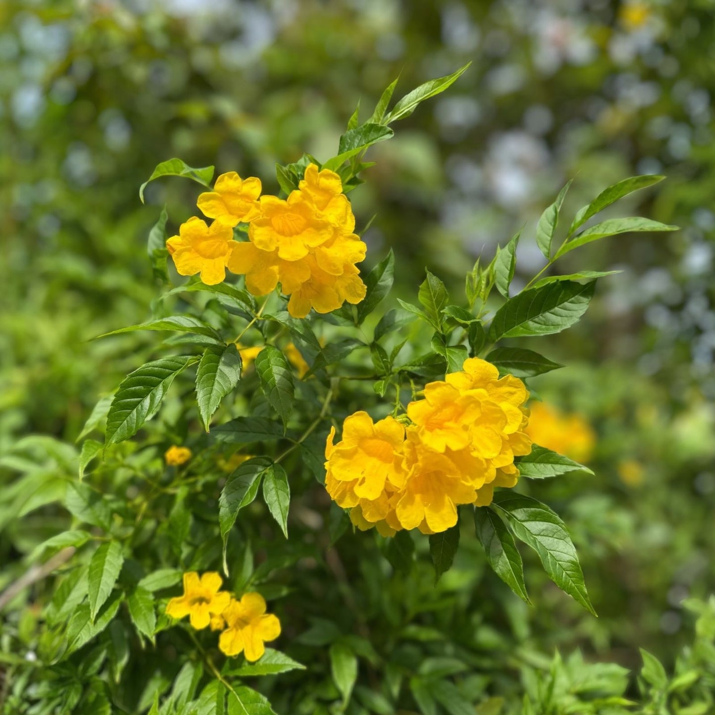 Yellow Trumpetbush Seeds - 20 Count - Rare Exotic Yellow Flowering Plant - Tecoma stans - Ornamental Garden Flower Seeds