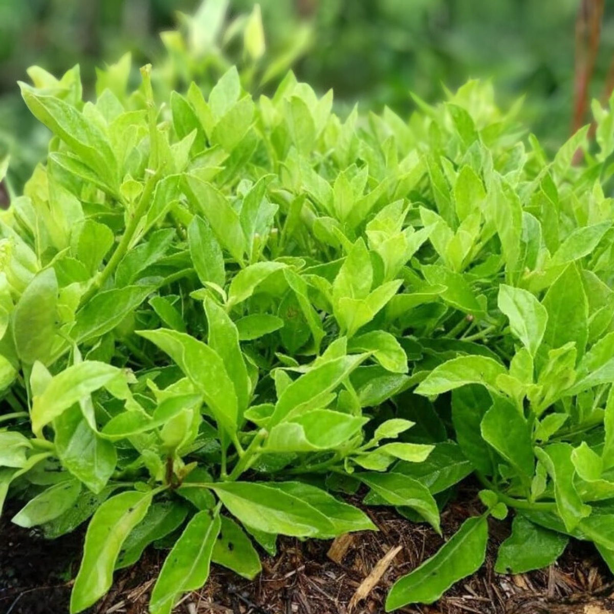 Longevity Spinach Starter Plant 5-Pack Gynura Procumbens Perennial Edible Greens Indoor Outdoor Gardening
