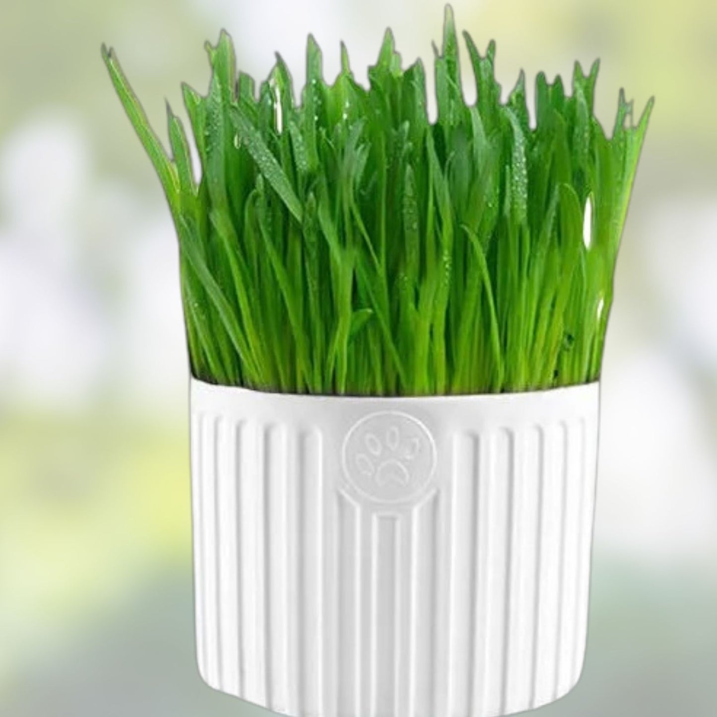 Fresh California Softneck Garlic Bulbs 5-Pack, Allium sativum, Ideal for Planting and Growing