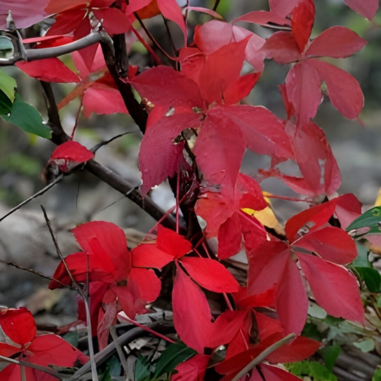 Virginia Creeper Live Vine Clippings – 6+ Florida Grown for Privacy Fences – Parthenocissus quinquefolia