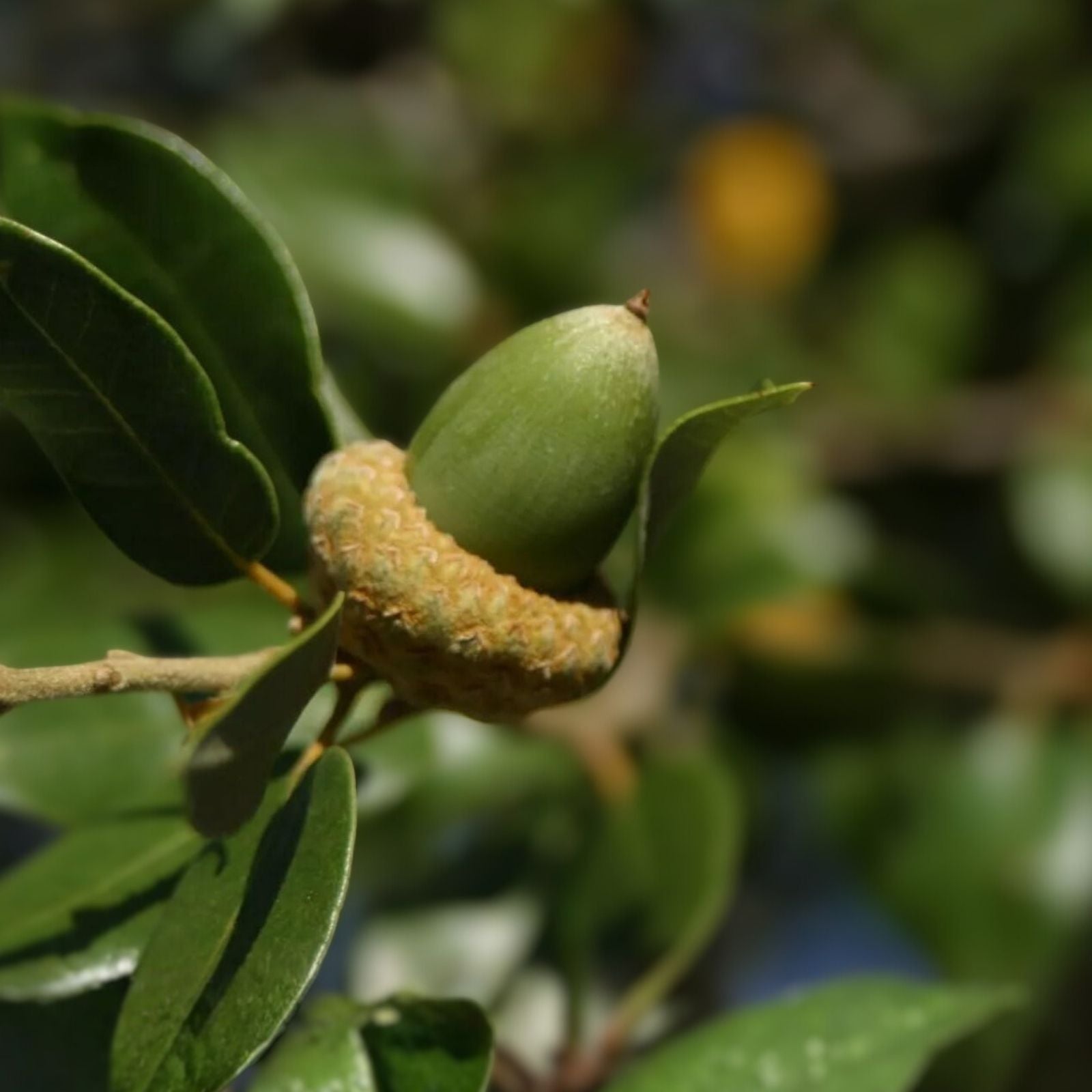 Fresh Acorns 20 Pack – Canyon Live Oak Tree Quercus chrysolepis Native California Acorns for Planting