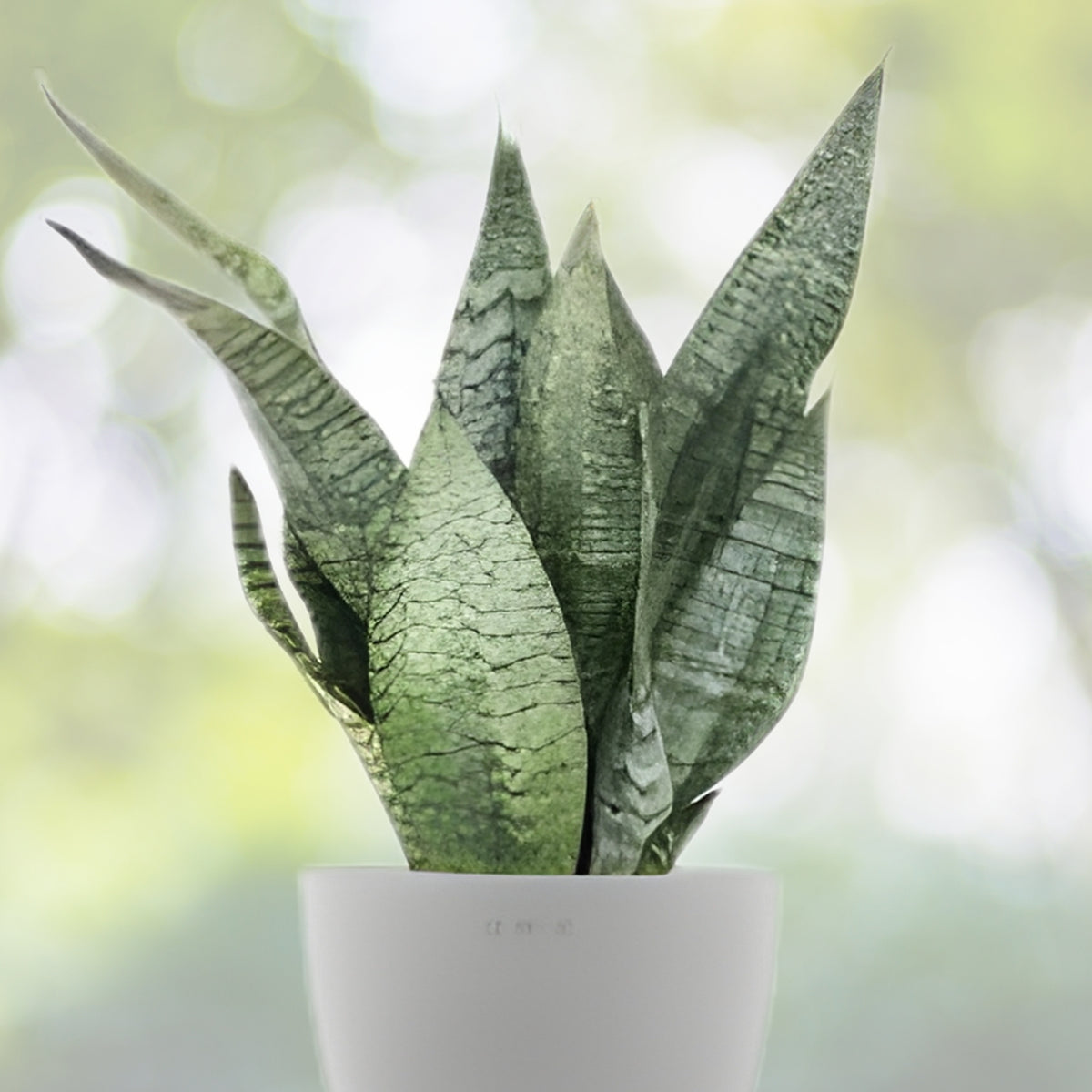 Sansevieria Zeylanica Snake Plant 6” Pot | Air Purifying Indoor Plant | Hardy Houseplant | Easy Care Succulent
