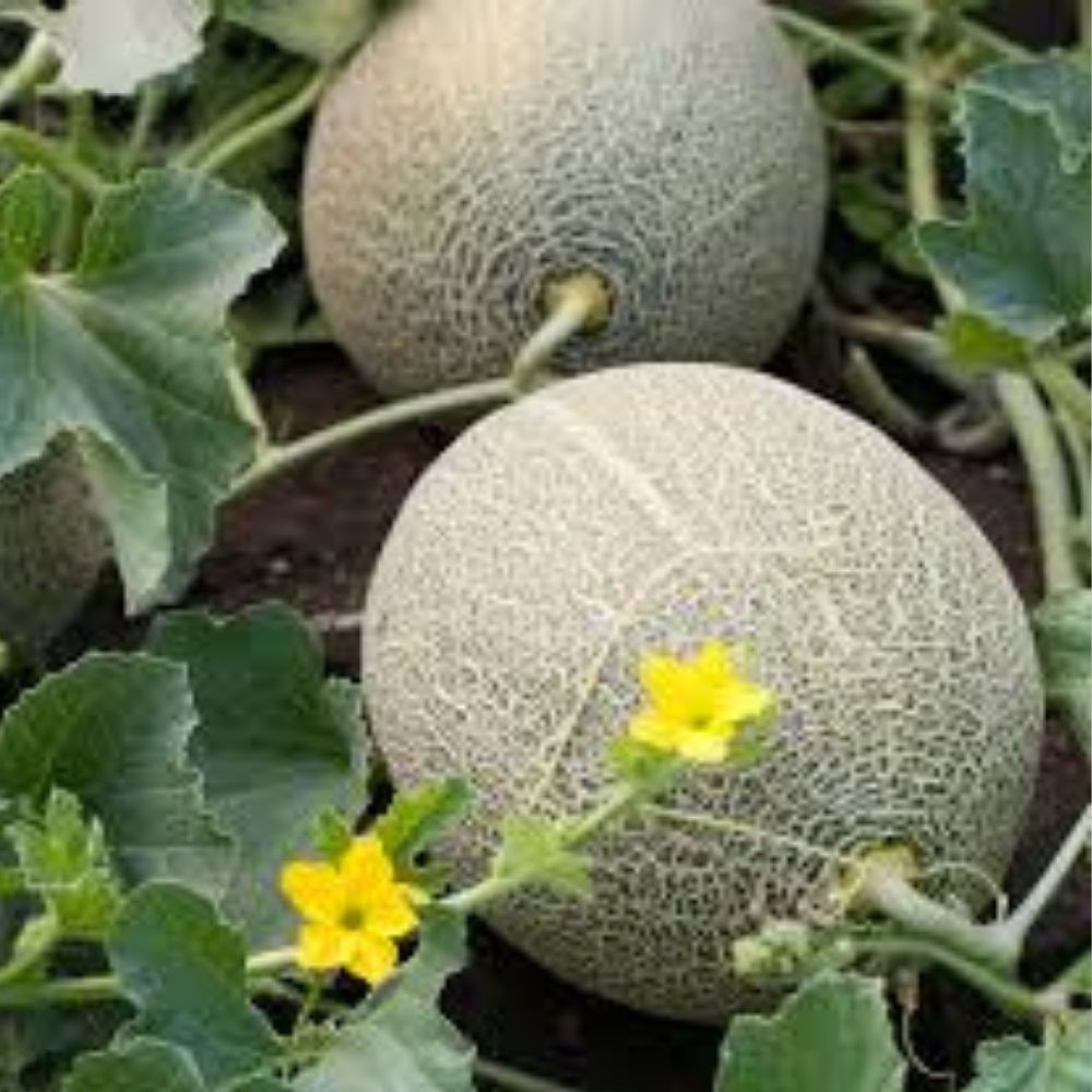 Hales Best Jumbo Cantaloupe Seeds 100 Organic Heirloom Cucumis melo USA Grown