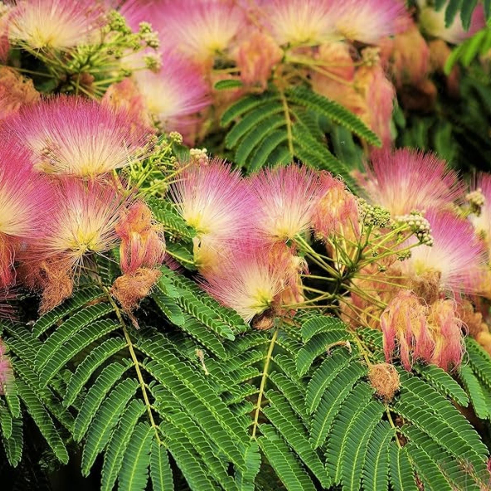 30 Persian Silk Tree Seeds - Summer Mimosa, Albizia julibrissin, Silk Tree Seeds for Planting, Fast-Growing Ornamental Tree