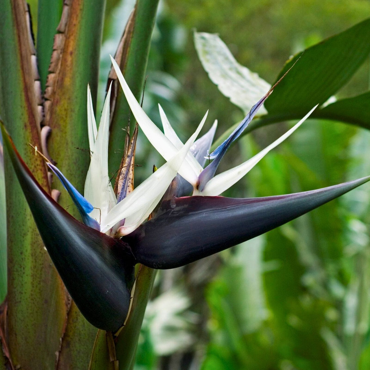Giant White Bird of Paradise Plant in 9" Pot - Strelitzia nicolai ‘White Bird’ for Indoor & Outdoor Spaces