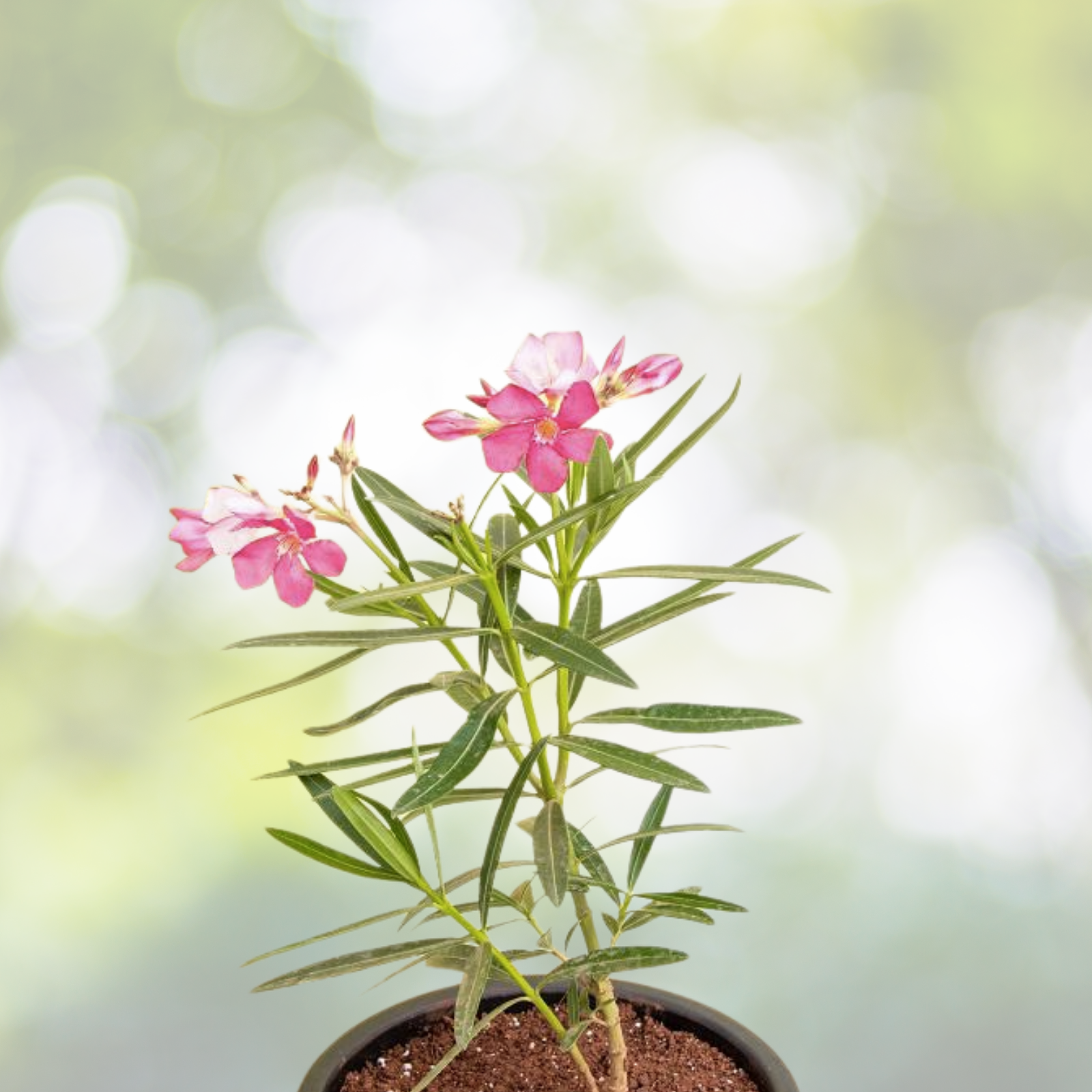 Oleander Plant Cuttings 7" Pink Nerium Oleander Live Flower Propagation 7 Stems for Garden or Landscaping