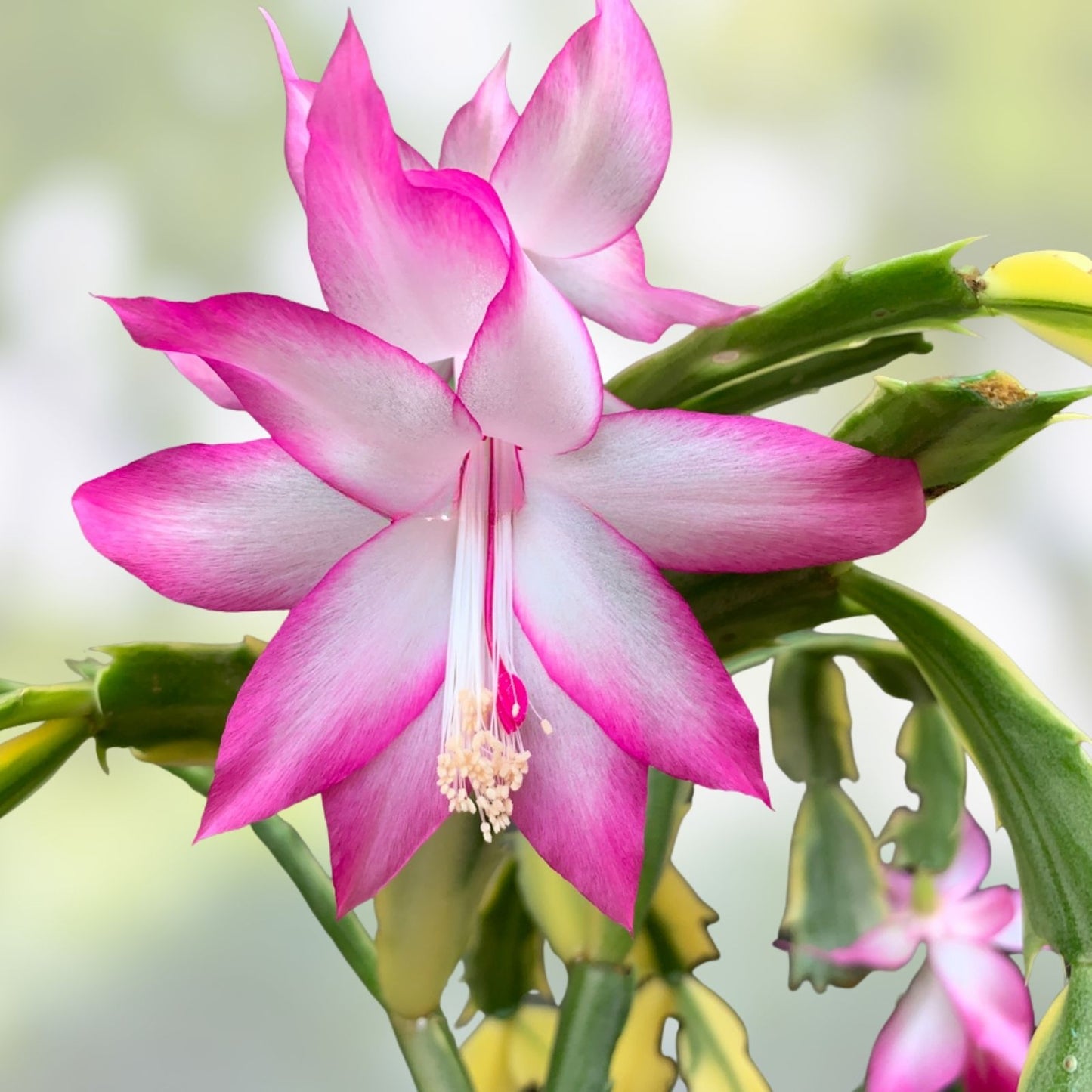 Thanksgiving Cactus Cuttings - 10 Fresh Schlumbergera Truncata Varieties for Holiday Decor and Gifting