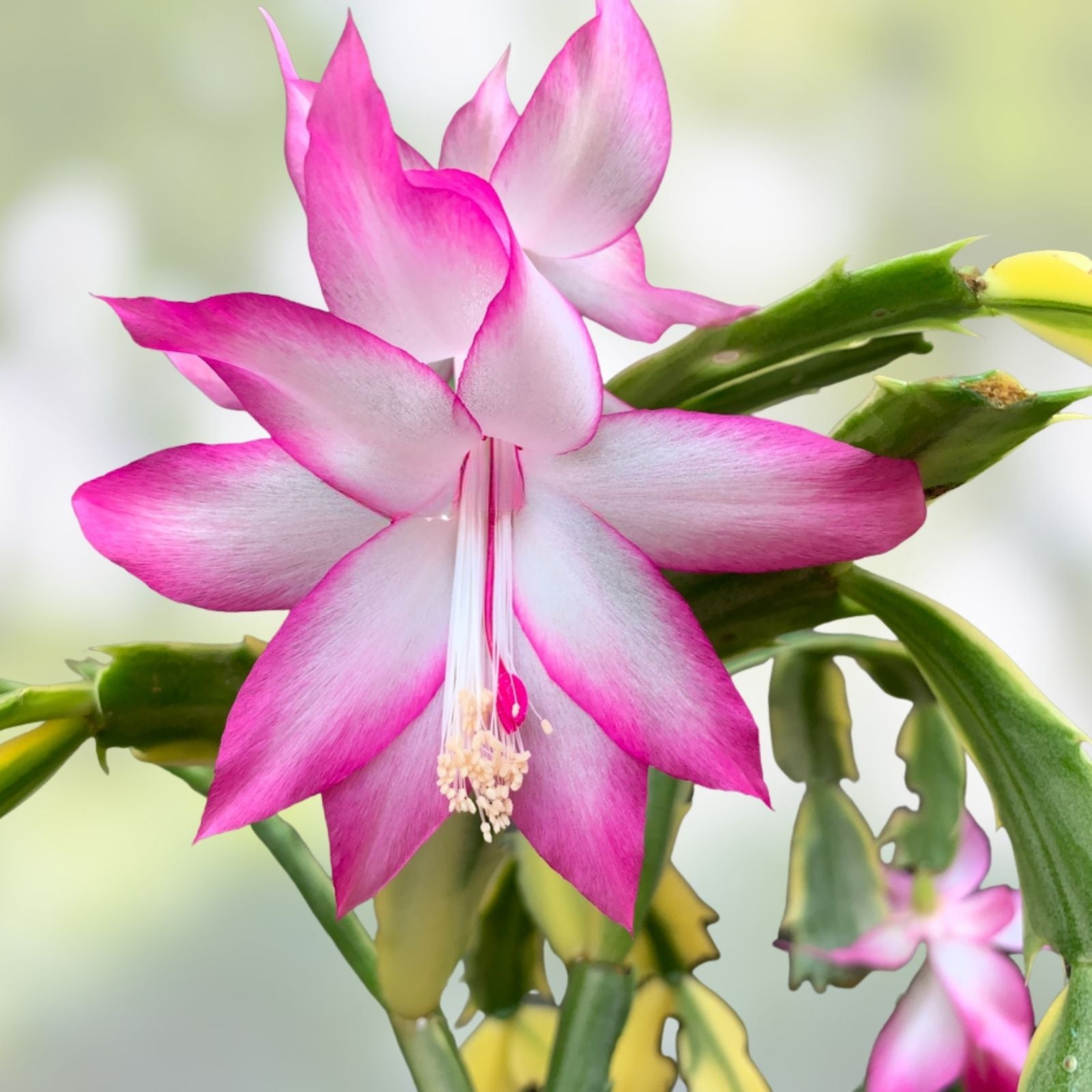 Thanksgiving Cactus Cuttings - 10 Fresh Schlumbergera Truncata Varieties for Holiday Decor and Gifting