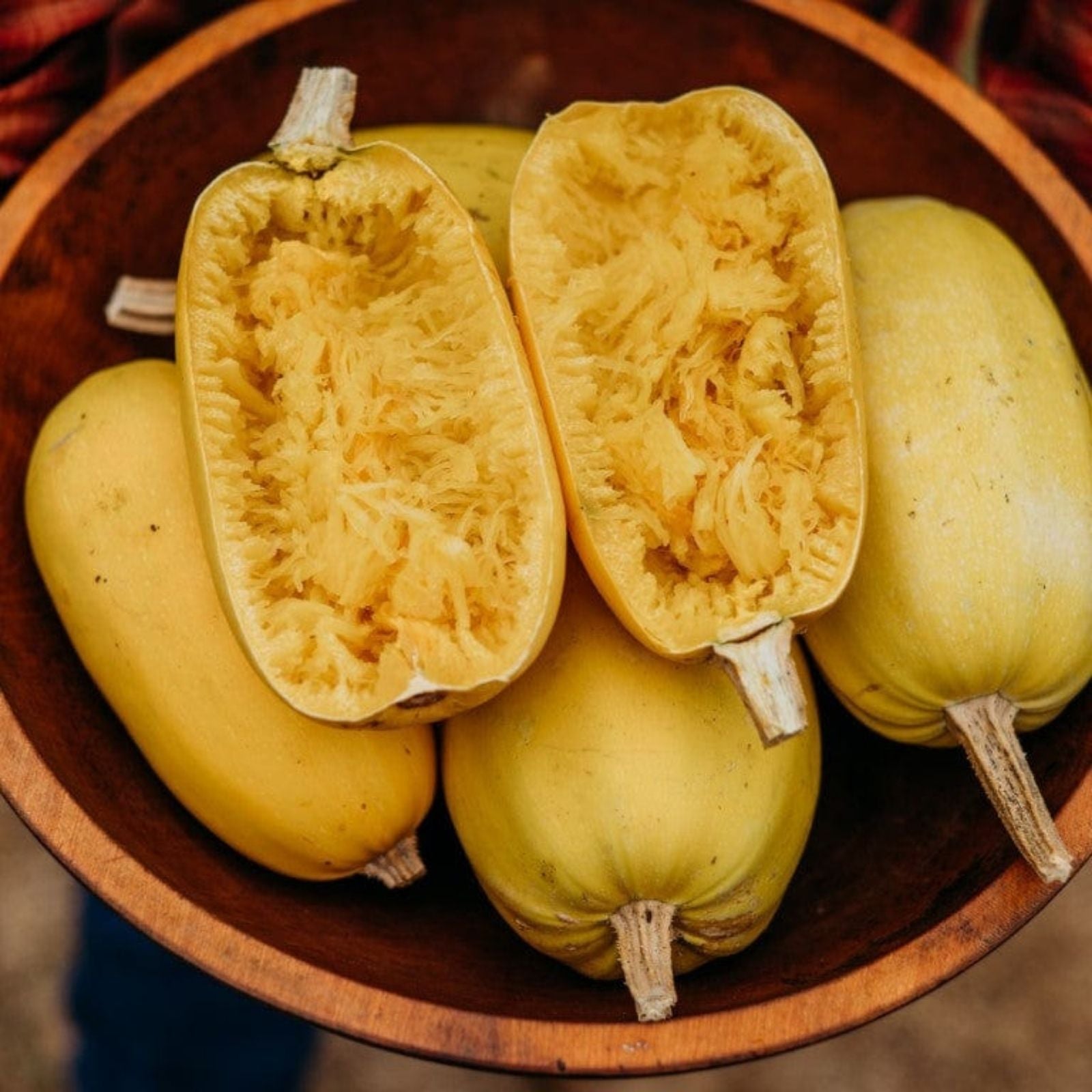 Organic Spaghetti Squash Seeds 10 Pack Non-GMO USA Grown Cucurbita pepo Vegetable Seeds