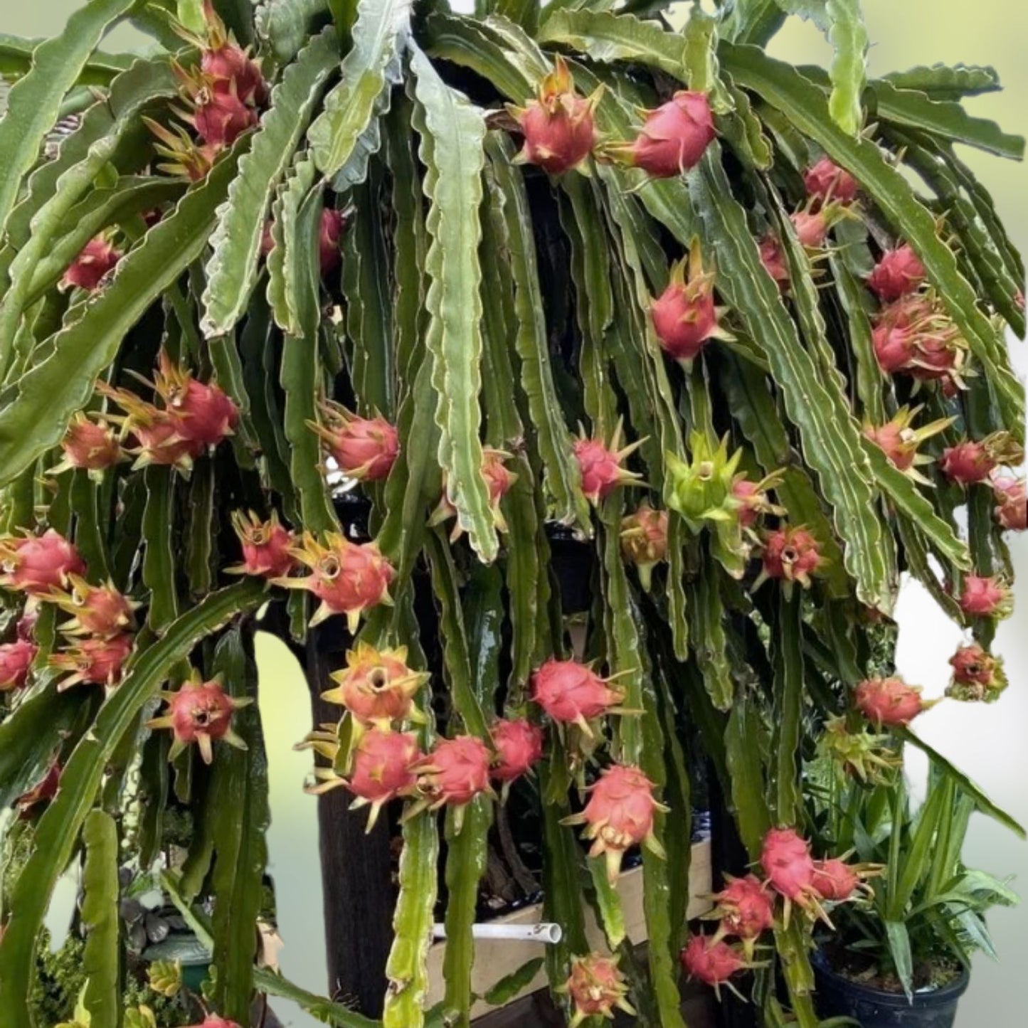 Dragon Fruit Cuttings - 6-inch Pink Flesh Variety - Hylocereus undatus - Edible Cactus Plant Propagation
