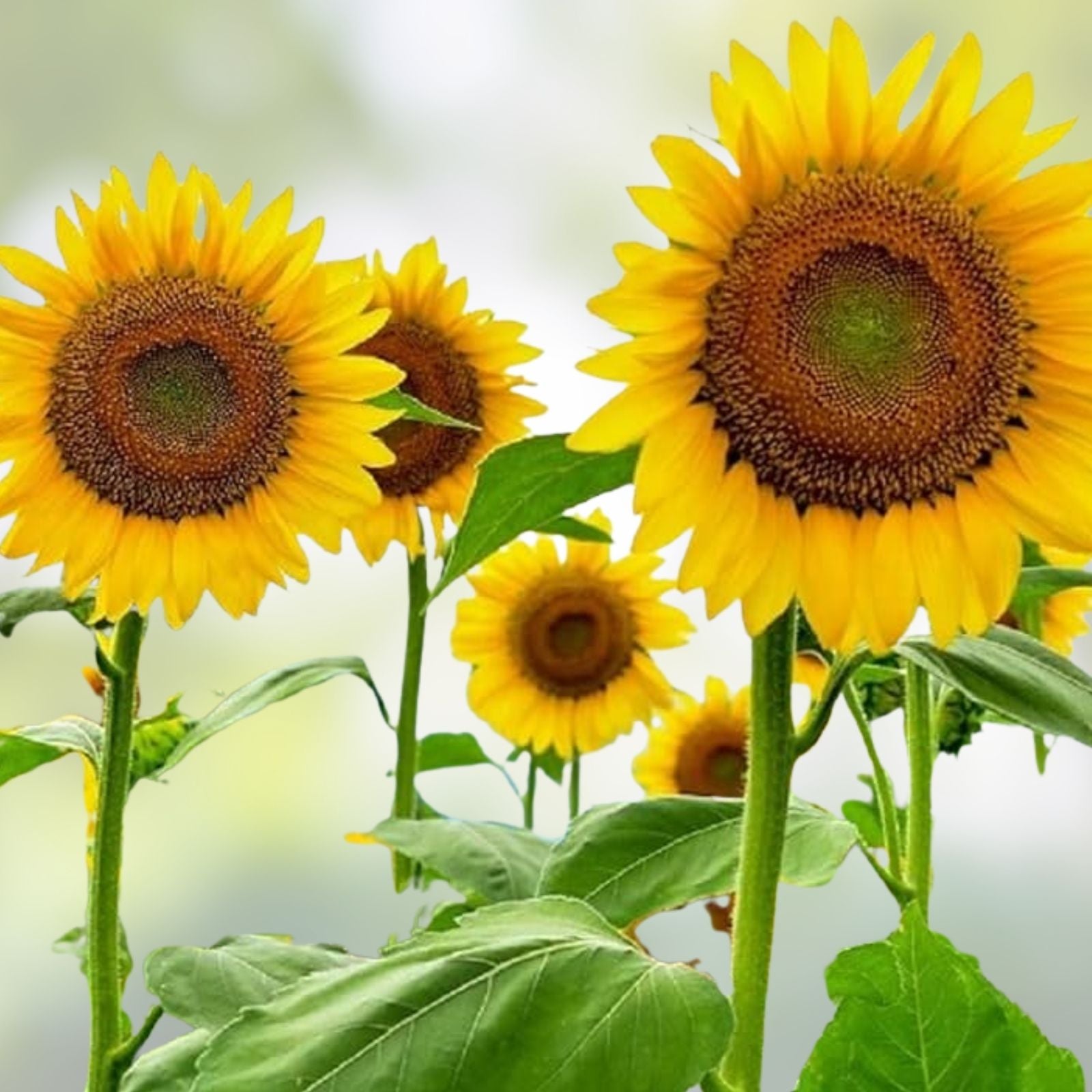 Skyscraper Sunflower Seeds 100+ Count | Giant 15-20 Feet Tall | Helianthus annuus | Ornamental Flower Seeds