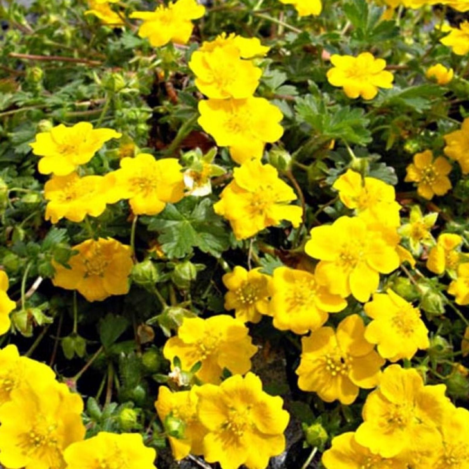 Golden Cinquefoil Seeds 1000 Pack – Potentilla aurea Perennial Flower Seeds for Garden, Fast Shipping, Live & Fresh Plant