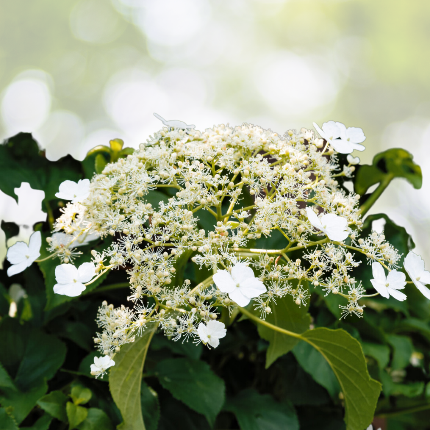 Hydrangea Starter Plant - 8-12 Inch Climbing Hydrangea - Hydrangea anomala petiolaris