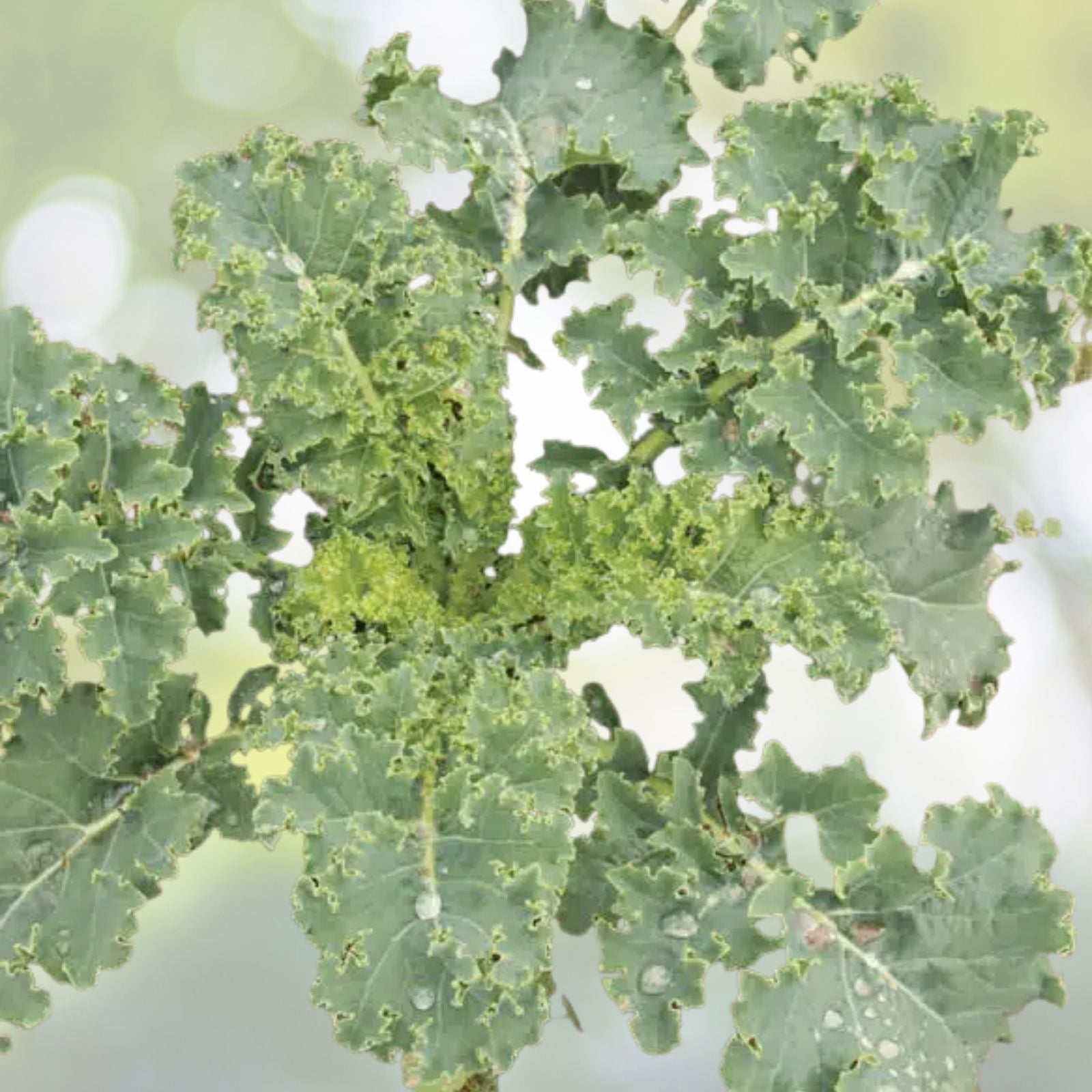 Kale Seeds 200+ Count Dwarf Blue Curled Scotch Kale Vate Blue Curled Kale (Brassica oleracea) USA