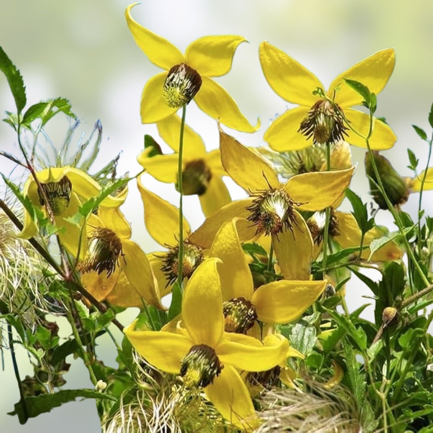 Golden Clematis Seeds 20 Pack - Clematis tangutica Hardy Perennial Flowering Vine with Yellow Blooms