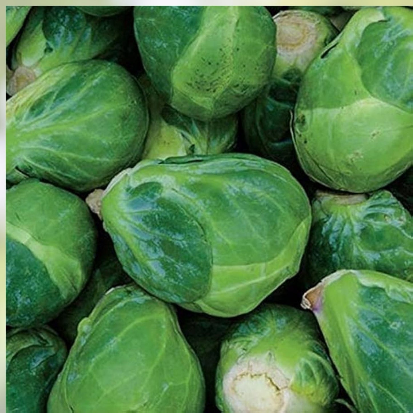 Brussel Sprout Seeds 1000 Seeds Jade Cross E Organic Vegetable Garden Seeds Brassica oleracea var. gemmifera